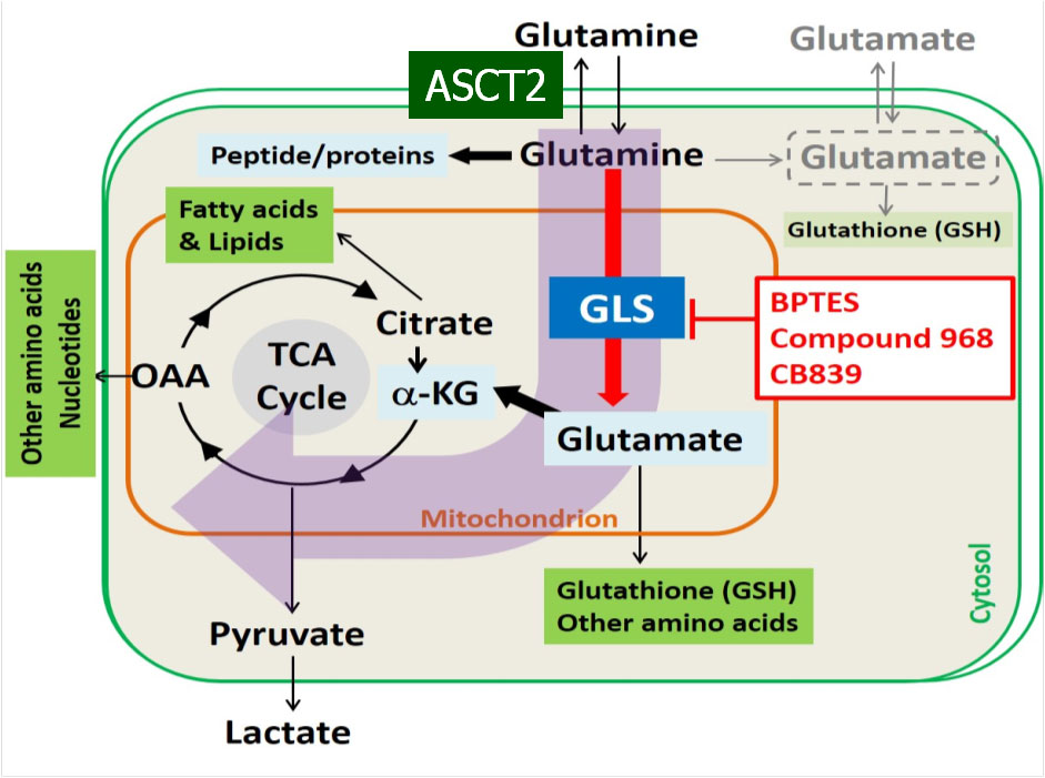 Graphic representation of glutaminolysis pathway for MMICD Research Project